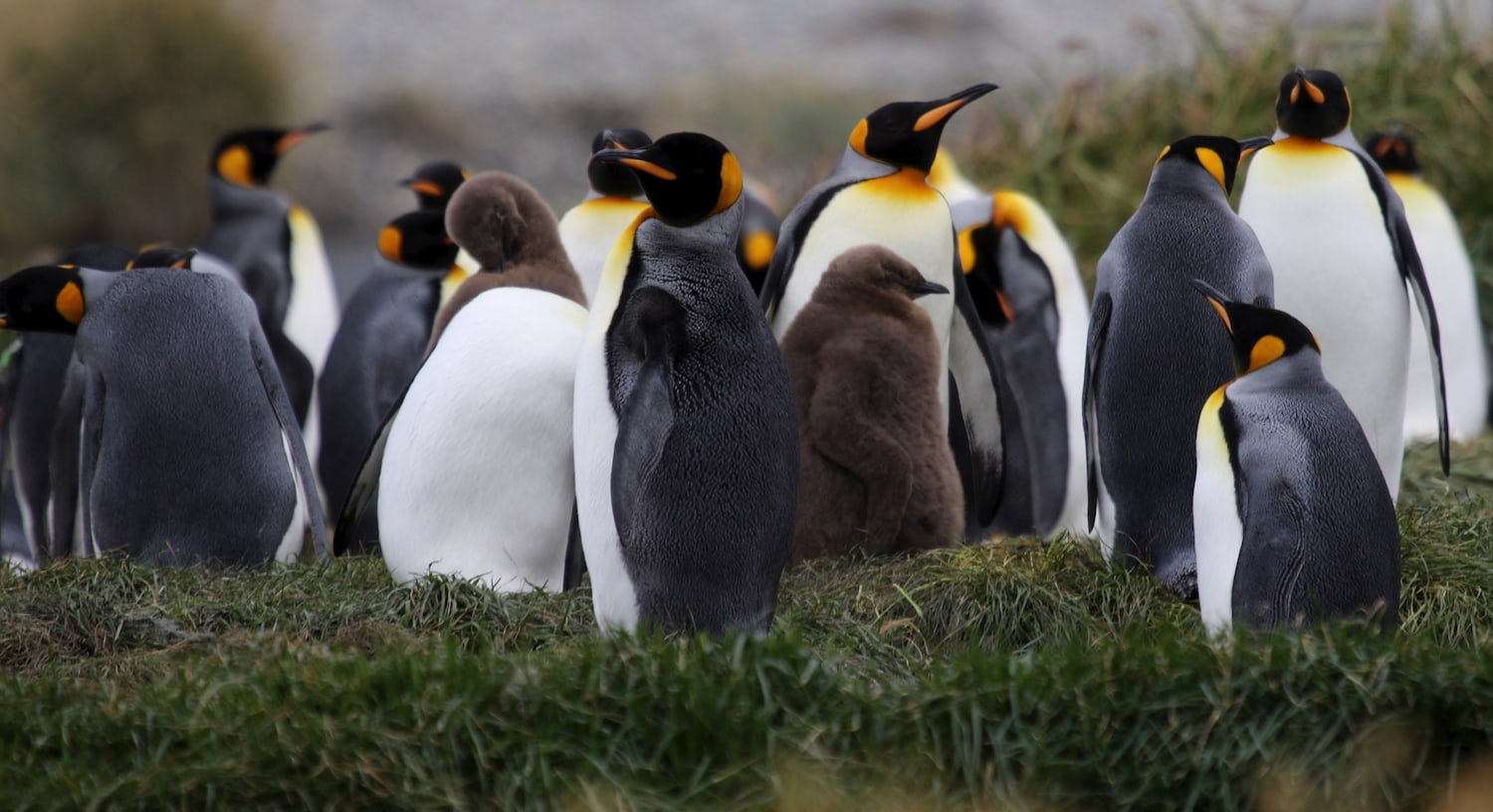 Adult King Penguins and brown chicks gathered on grass