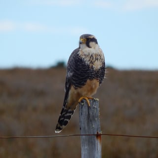 Aplomado Falcon perched on a fence post