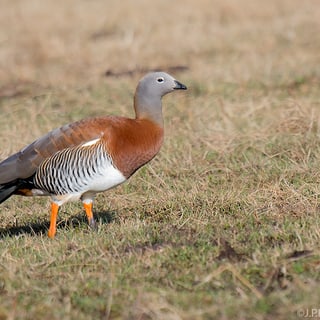 Ashy-headed Goose standing in short grass