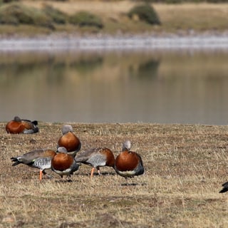 A group of brown waterbirds resting beside a pond