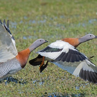 Two Ashy-headed Geese spreading their wings in grassland
