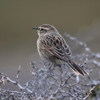 Austral Canastero perched in a thorny shrub