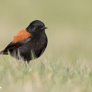 Austral Negrito with a reddish back standing in grass