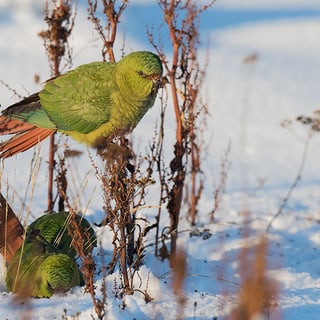 Austral Parakeets feeding among stems above snow