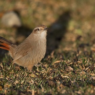 Band-tailed Earthcreeper standing on mossy ground