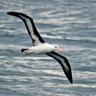 Black-browed Albatross gliding above the sea with wings outstretched
