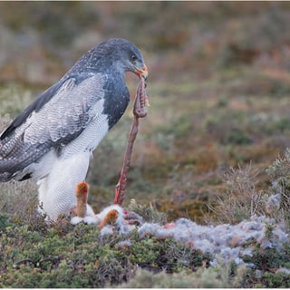 Black-chested Buzzard-Eagle standing in low vegetation