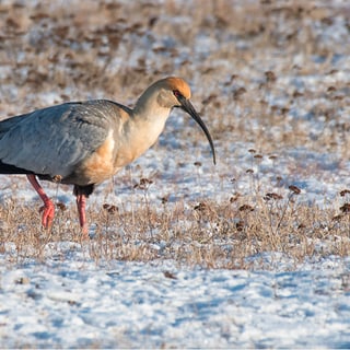 Black-faced Ibis standing on snow-dusted ground
