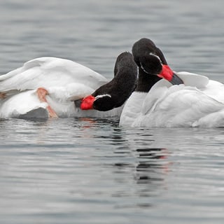 Black-necked Swans splashing together in shallow water