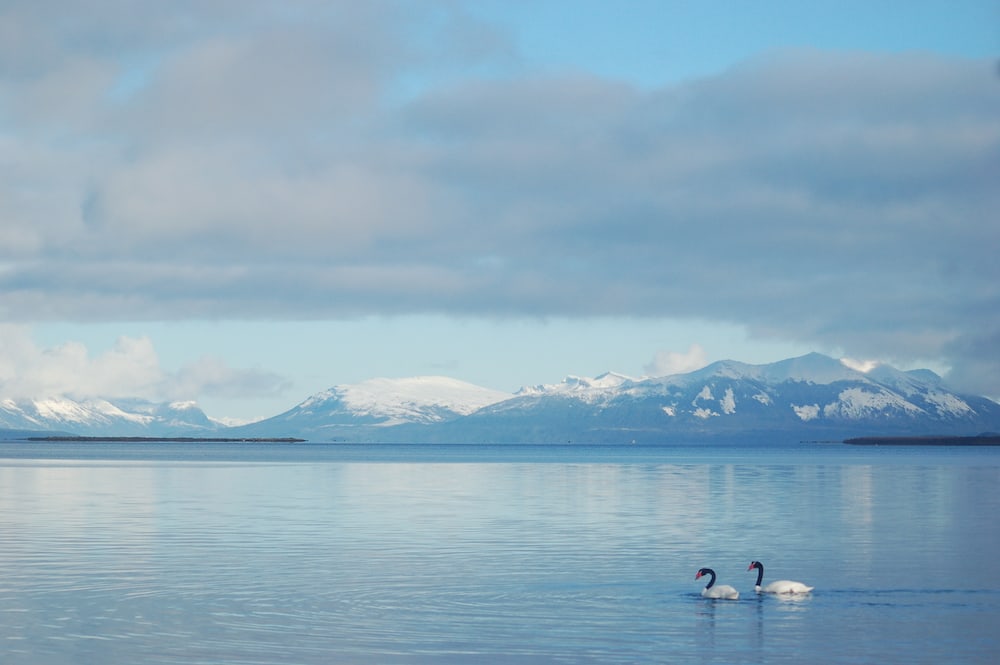 Two Black-necked Swans swimming on calm water below snow-covered mountains