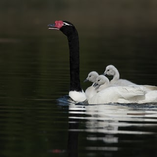 Black-necked Swan carrying two chicks on its back
