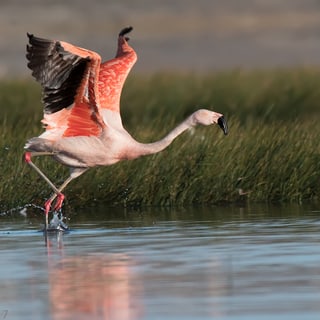 Chilean Flamingo spreading its pink and black wings beside the water