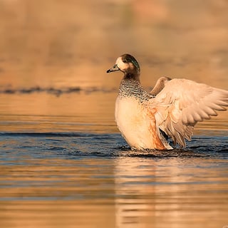 Chiloé Wigeon raising its wings in golden evening light
