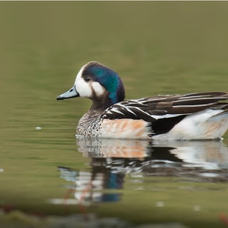 Chiloé Wigeon swimming on calm water