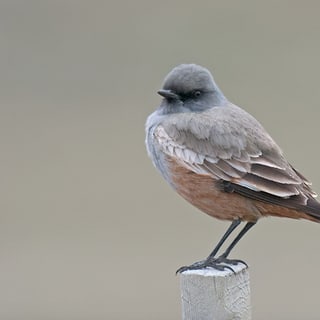 Chocolate-vented Tyrant perched on a fence post