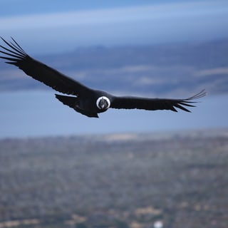 Andean Condor flying above open country with wings fully spread