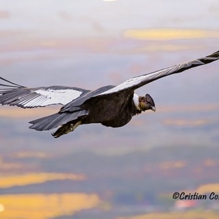 Andean Condor gliding above a landscape lit by warm evening light