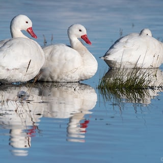 Coscoroba Swans resting together on reflective water