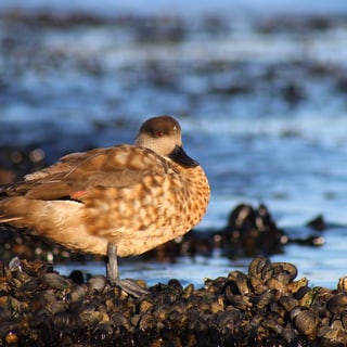 Crested Duck resting on a rocky shore