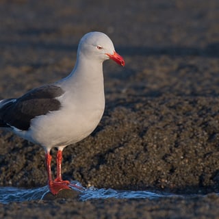 Dolphin Gull with a red bill and legs standing on the shore