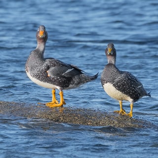 Two Flightless Steamer Ducks standing on a rock surrounded by water