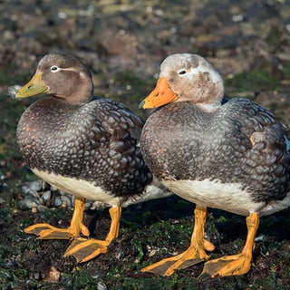 Two Flying Steamer Ducks standing side by side on the shore