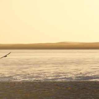 Giant Petrel gliding over sunlit water