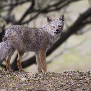 Gray Fox standing beneath trees