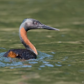 Great Grebe with a long reddish neck swimming on blue water
