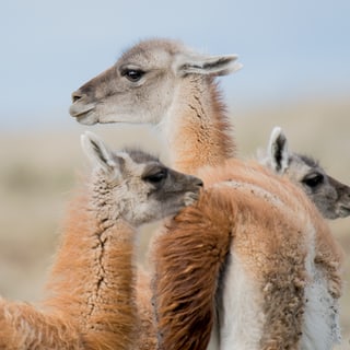 Guanacos standing close together, facing different directions