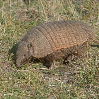 Hairy Armadillo walking through grass