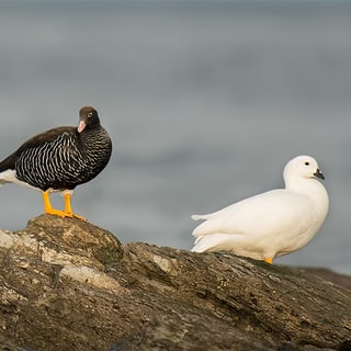 A dark and a white Kelp Goose standing together on a rock