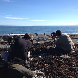 Two photographers photographing penguins on a pebble beach