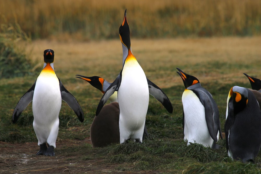 King Penguins standing together in their grassy colony
