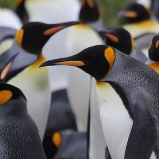 Close view of King Penguins gathered together, showing their orange neck markings