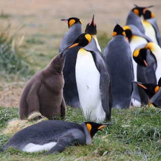 King Penguins and a brown chick gathered on a grassy bank