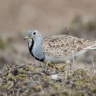 Least Seedsnipe resting among low plants and stones