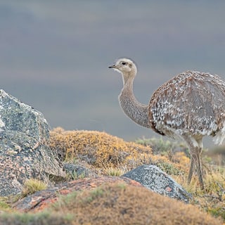 Lesser Rhea standing beside a rock in grassland