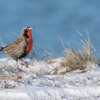 Long-tailed Meadowlark standing among snow and dry grass