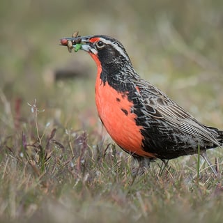 Long-tailed Meadowlark with a red breast holding food in its bill