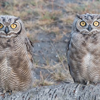 Two Magellanic Horned Owls perched side by side on a log
