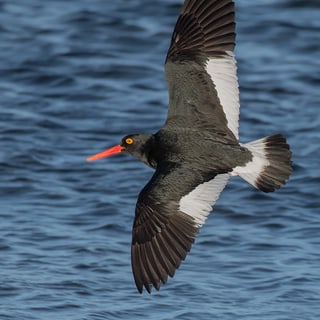 Magellanic Oystercatcher flying over blue water