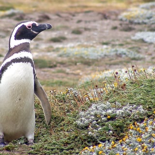 Magellanic Penguin standing on low coastal vegetation