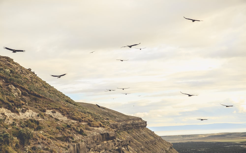Andean Condors soaring beside rocky cliffs above open country