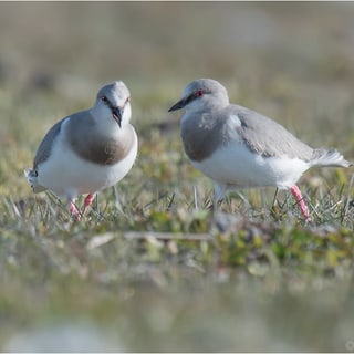 Two Magellanic Plovers facing each other among small stones