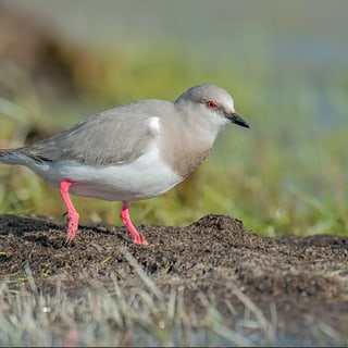 Magellanic Plover showing its pale body and pink legs