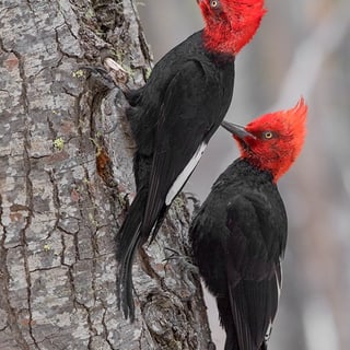 Two Magellanic Woodpeckers with red heads clinging to a tree trunk