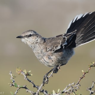 Patagonian Mockingbird perched on a thorny branch with its tail raised