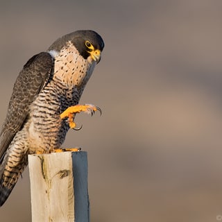 Peregrine Falcon perched on a post with one foot raised