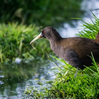 Plumbeous Rail standing beside water and green grass